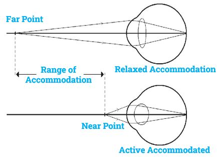 Accommodation of the eye