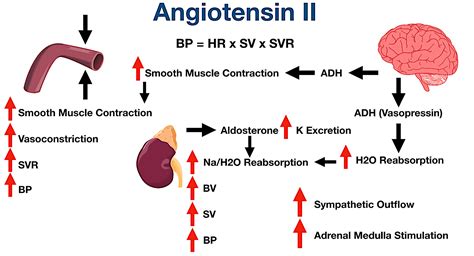 Angiotensin II receptors