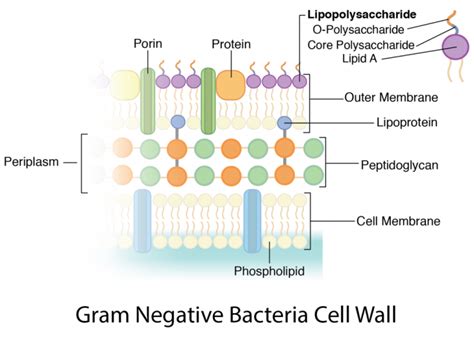 Bacterial Cell Wall