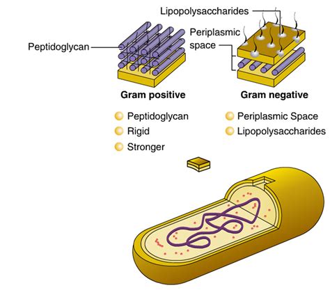 Bacterial Cell Wall Formation