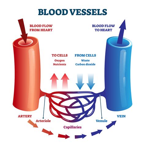 Blood vessel function