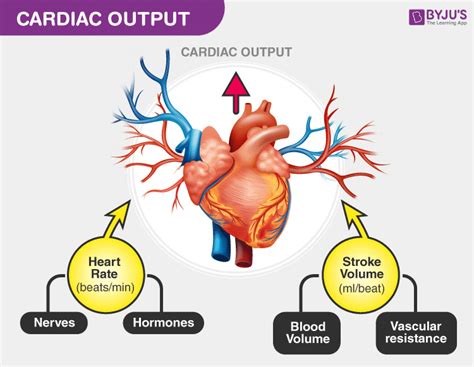 Cardiac output