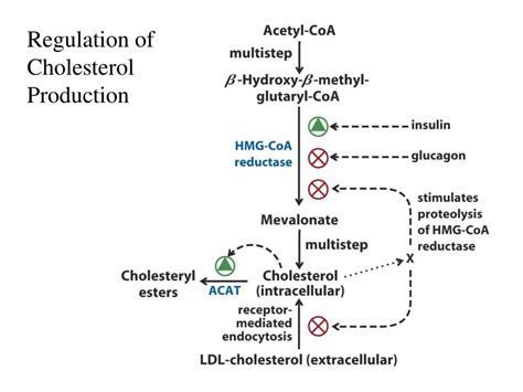 Cholesterol Production