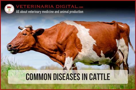 Common Conditions Treated