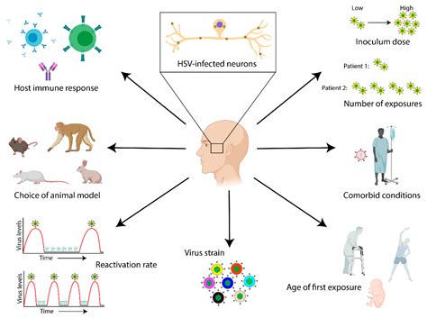 Herpes Infections