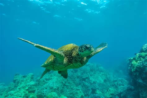 Honolulu Hawaii Fun Facts About Time