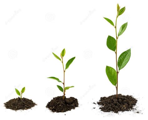Kauai Growth Rate