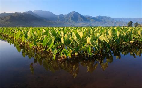 Kauai Opportunities