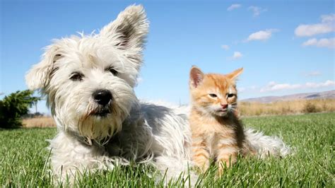 Legacy at West Cobb pet-friendly community