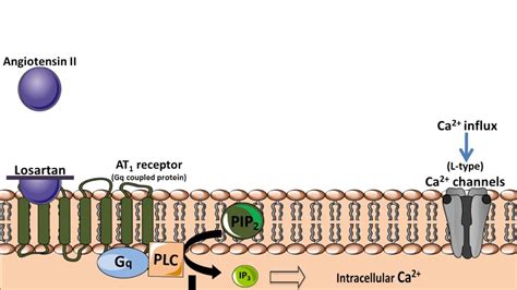 Losartan Mechanism of Action