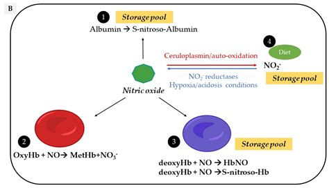 Nitric oxide production
