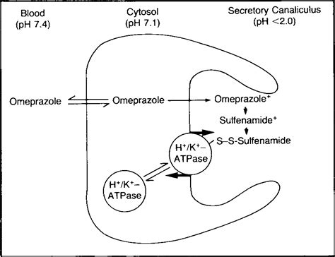 Omeprazole Mechanism