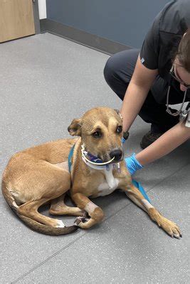 Pacific Northwest Pet ER & Specialty Center Testimonials