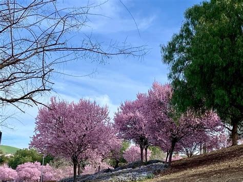 Rancho San Ramon Community Park Wildflowers