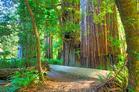Redwood National Park Lodge