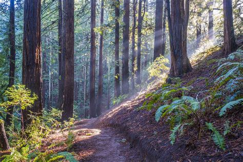 Redwood Regional Park Hiking