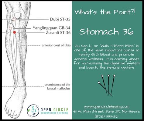 St 36 Acupuncture Point For Gut Health