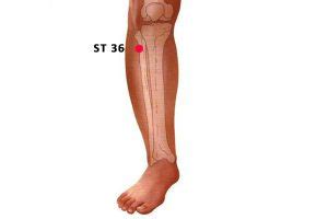 St 36 Acupuncture Point For Gut Health