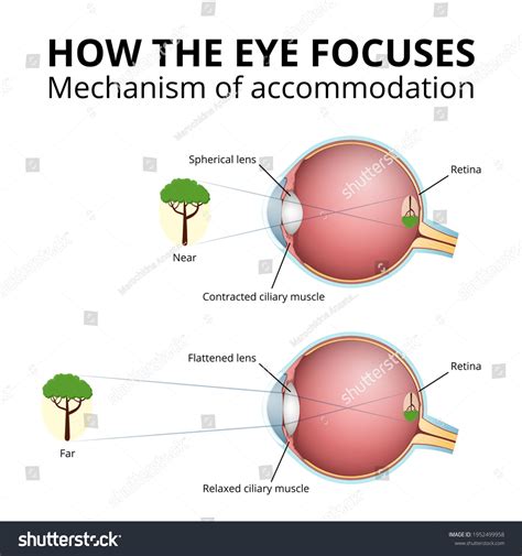 The anatomy of accommodation