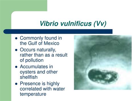 Vibrio Vulnificus Regulations