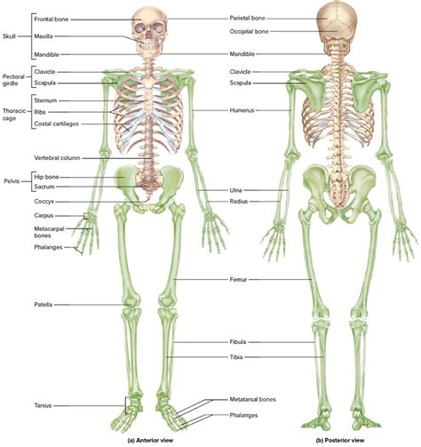 Adult Human Skeleton Diagram