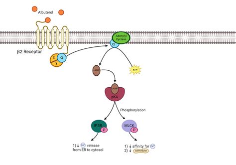 Albuterol Mechanism of Action