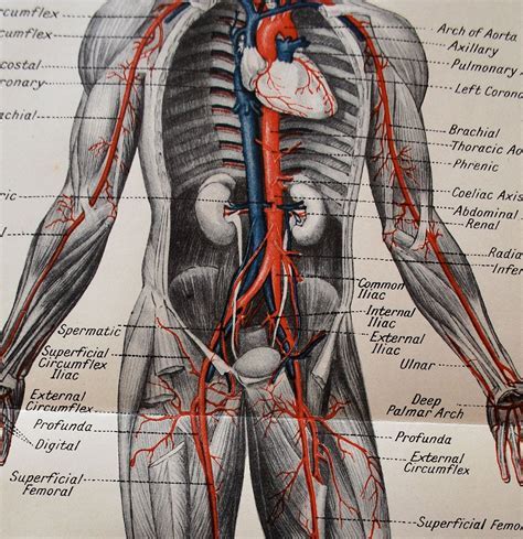 Anatomy Images