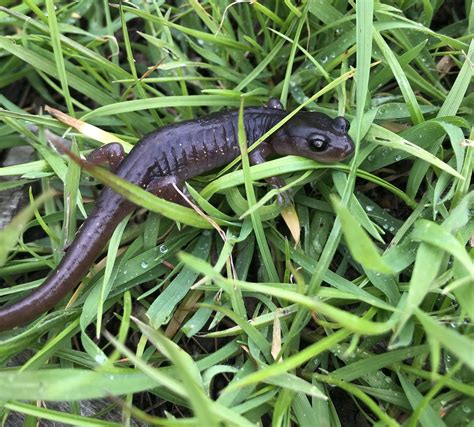 Animal Species of Pleasanton Ridge