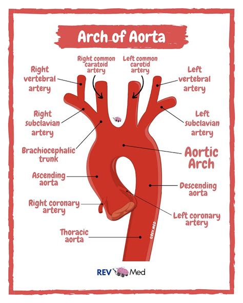 Aorta Anatomy