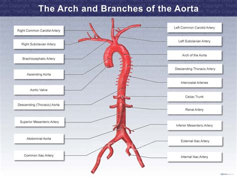 Aorta Branches
