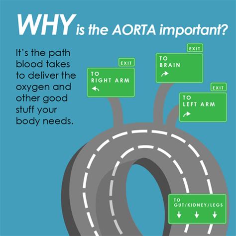 Aorta Importance