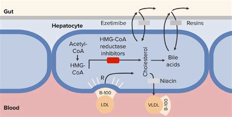 Atorvastatin mechanism of action