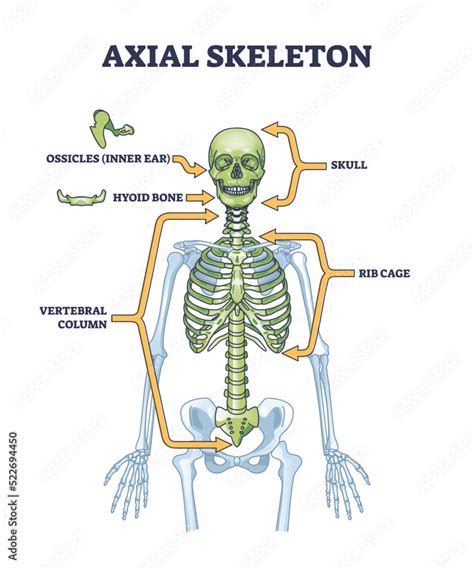Axial Skeleton Diagram