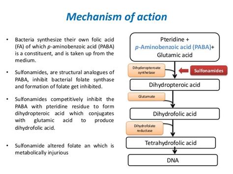 Bactrim Mechanism