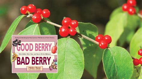 Berries When Sick