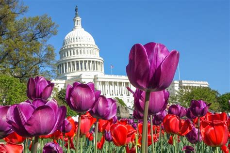 Best time to visit Washington D.C.