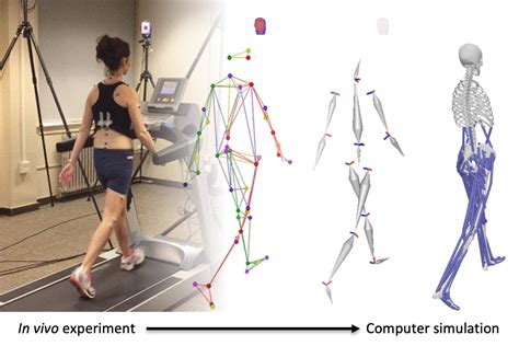Biomechanist