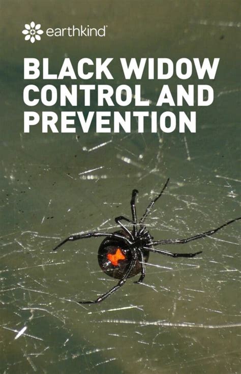 Black Widow Spider Prevention