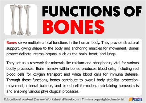 Bone Functions Diagram