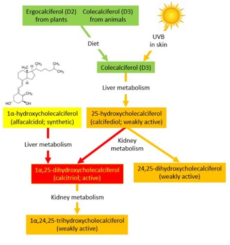 Calcium and Vitamin D in Family History