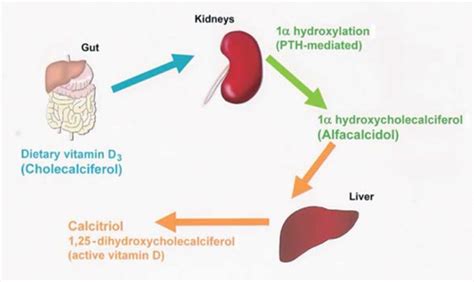 Calcium and Vitamin D for Chronic Diseases