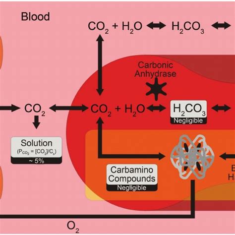 Causes of low carbon dioxide in blood