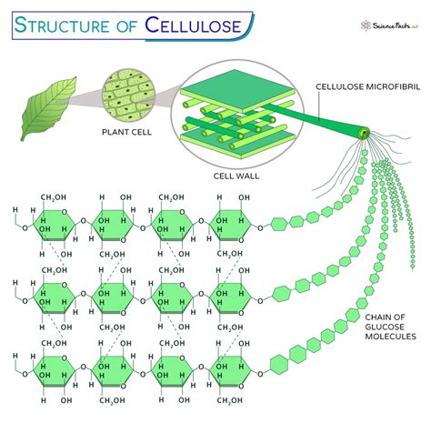 Cellulose structure