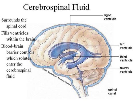 Cerebrospinal Fluid