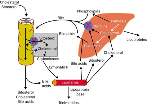 Cholesterol Absorption