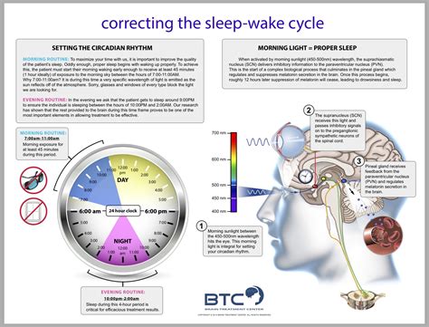 Circadian Rhythms