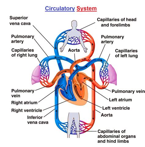 Circulatory System