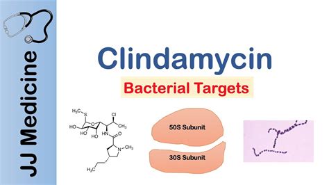 Clindamycin and Fatigue Conclusion