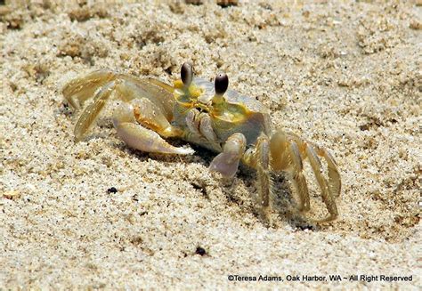 Crab