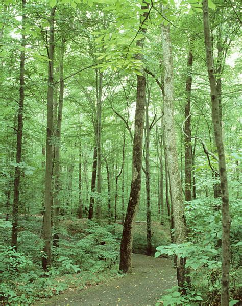 Fernbank Forest